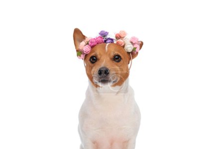Téléchargez les photos : Beau Jack Russell terrier chiot portant des fleurs bandeau et profiter du printemps en face de fond blanc - en image libre de droit