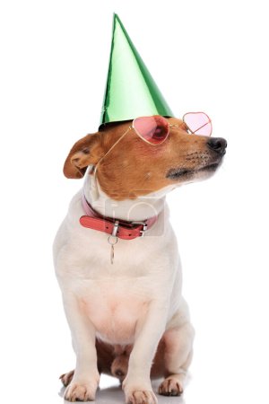 Photo for Cute small jack russell terrier wearing party hat, sunglasses and collar and looking to side on white background in studio - Royalty Free Image