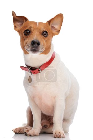 Téléchargez les photos : Beau chien Jack Russell terrier portant collier rouge et regardant vers l'avant tout en étant assis sur fond blanc en studio - en image libre de droit
