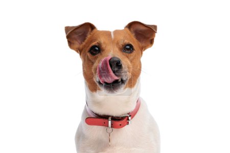 Photo for Sweet little jack russell terrier dog sticking out tongue and licking nose while sitting on white background - Royalty Free Image
