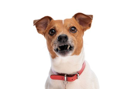 Photo for Angry jack russell terrier with collar looking up and growling while sitting isolated on white background - Royalty Free Image