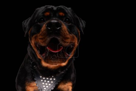 Téléchargez les photos : Affamé chiot rottweiler collant la langue et haletant tout en regardant devant fond noir - en image libre de droit