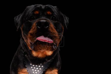 Photo for Adorable rottweiler dog wearing leather collar, sticking out tongue and panting while looking up on black background - Royalty Free Image
