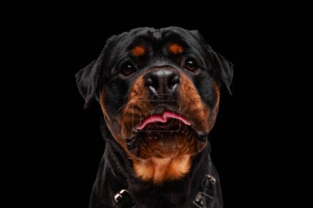 Téléchargez les photos : Adorable chien pourri levant les yeux et mendiant de la nourriture avec ses grands yeux tout en haletant et en sortant la langue sur fond noir - en image libre de droit