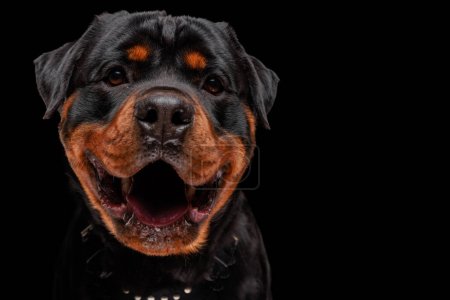 Téléchargez les photos : Heureux chien rottweiler regardant vers l'avant, haletant avec la langue dehors et étant excité devant fond noir - en image libre de droit