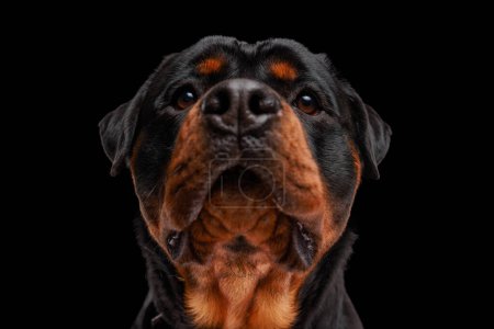 Téléchargez les photos : Beau chiot rottweiler avec de gros yeux levant les yeux et attendant de la nourriture devant fond noir - en image libre de droit