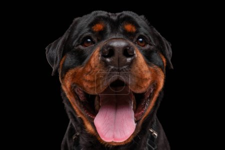 Téléchargez les photos : Heureux chien rottweiler levant les yeux, sortant la langue et haletant, étant excité et assis sur fond noir en studio - en image libre de droit