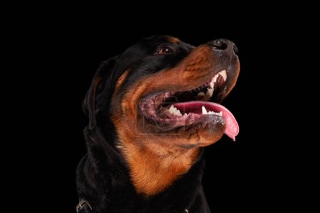 Photo for Excited rottweiler dog sticking out tongue, panting and begging for food while looking up side in front of black background - Royalty Free Image