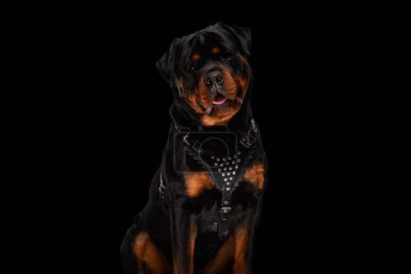 Téléchargez les photos : Adorable chien rottweiler portant un collier en cuir et haletant assis sur fond noir - en image libre de droit