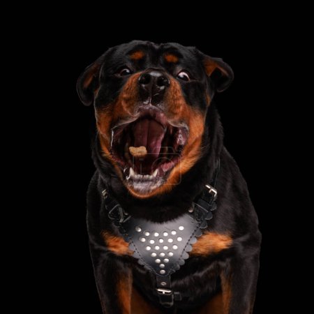 Téléchargez les photos : Affamé chien rottweiler envie et attraper de la nourriture d'une manière désespérée tout en étant assis sur fond noir - en image libre de droit