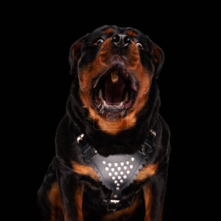 Foto de Hambriento rottweiler perro siendo desesperado anhelo y la captura de alimentos sentado sobre fondo negro - Imagen libre de derechos