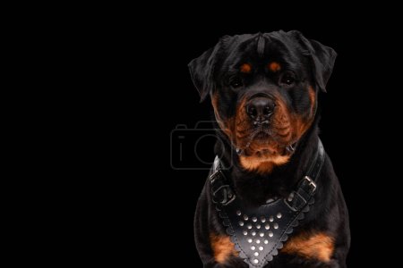 Téléchargez les photos : Précieux rottweiler avec collier en cuir assis sur fond noir - en image libre de droit
