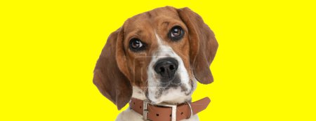 Photo for Picture of sweet beagle dog making puppy eyes in an animal themed photo shoot - Royalty Free Image