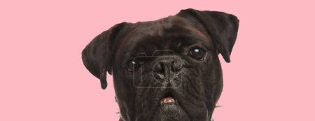 Foto de Foto de perro boxeador adorable mostrando sus dientes en una sesión de fotos temática animal - Imagen libre de derechos