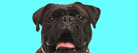 Téléchargez les photos : Photo de chien boxeur doux sortant la langue dans une séance photo sur le thème de l'animal - en image libre de droit