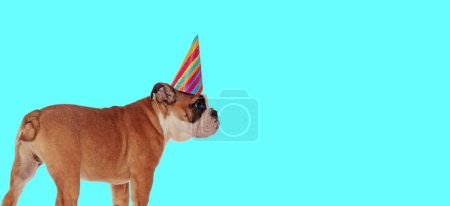 Foto de Foto de adorable perro bulldog inglés con sombrero de cumpleaños y mirando a un lado en una sesión de fotos temática animal - Imagen libre de derechos