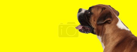 Foto de Imagen del pequeño perro boxeador mirando hacia un lado y jadeando en una sesión de fotos temática animal - Imagen libre de derechos