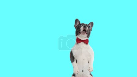 Téléchargez les photos : Photo de chien bouledogue français mignon debout sur les pattes arrière et haletant dans une séance photo sur le thème animal - en image libre de droit