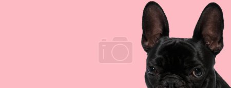 Foto de Imagen de bulldog francés lindo sentirse tímido en una sesión de fotos temática animal - Imagen libre de derechos