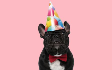 Foto de Foto de bulldog francés dulce con un sombrero de cumpleaños y corbata en una sesión de fotos temática animal - Imagen libre de derechos