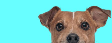 Photo for Picture of beautiful jack russell terrier dog hiding his face in an animal themed photo shoot - Royalty Free Image