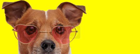 Téléchargez les photos : Photo de petit chien Jack Russell Terrier portant des lunettes de soleil en forme de coeur dans une séance photo animalière - en image libre de droit