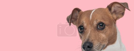 Foto de Foto de lindo gato russell terrier perro mirando a la cámara en una sesión de fotos temática animal - Imagen libre de derechos