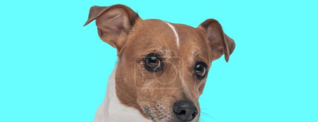 Foto de Imagen del adorable perro Jack Russell Terrier escondiendo su cara en una sesión de fotos temática animal - Imagen libre de derechos