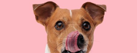 Foto de Foto de pequeño gato russell terrier perro lamiendo su boca en una sesión de fotos temática animal - Imagen libre de derechos