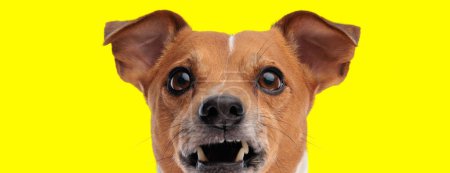 Téléchargez les photos : Image de chien adorable Jack Russell terrier faisant des dents de vampire dans une séance photo sur le thème animal - en image libre de droit