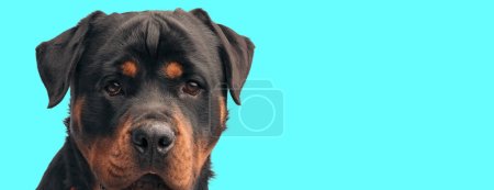 Téléchargez les photos : Photo de chien pourri doux faisant un visage sombre dans une séance photo sur le thème animal - en image libre de droit