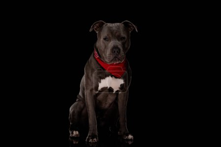 Téléchargez les photos : Beau chien amstaff avec bandana rouge regardant loin et assis sur fond noir - en image libre de droit