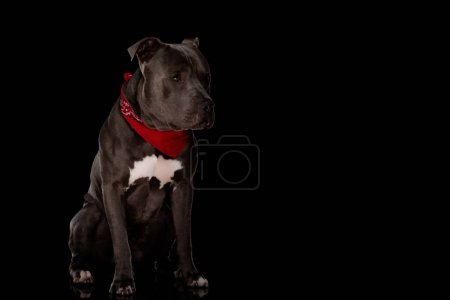 Foto de Adorable amstaff perro con rojo bandana mirando lejos en un decepcionado manera mientras sentado en negro fondo - Imagen libre de derechos