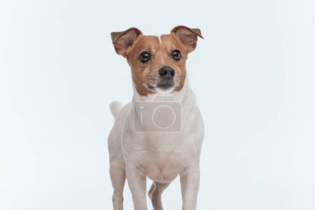 Téléchargez les photos : Image de l'adorable chien Jack Russell Terrier curieux de voir ce qui l'attend, debout sur fond de studio gris - en image libre de droit