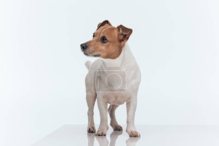 Téléchargez les photos : Photo du beau chien Jack Russell Terrier distrait par quelque chose du côté, debout sur fond de studio gris - en image libre de droit