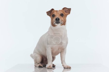 Photo for Picture of little Jack Russell Terrier dog waiting for some delicious meal, sitting against gray studio background - Royalty Free Image