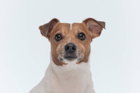 Téléchargez les photos : Photo de l'adorable chien Jack Russell Terrier avec de beaux yeux bruns, assis sur fond de studio gris - en image libre de droit