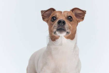 Téléchargez les photos : Photo du doux chien Jack Russell Terrier regardant quelque chose, assis sur fond de studio gris - en image libre de droit