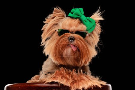 Foto de Cool yorkshire terrier cachorro con gafas de sol de corazón con lazo verde, posando con la lengua hacia fuera mientras se pone delante de fondo negro - Imagen libre de derechos