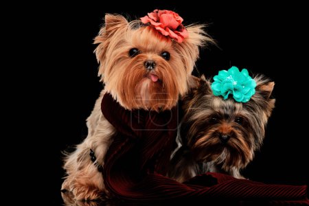 Foto de Adorable pareja de dos perros yorkie con flores en la cabeza, uno sobresaliendo de la lengua y usando una bufanda, mientras que el otro es tímido delante de fondo negro - Imagen libre de derechos