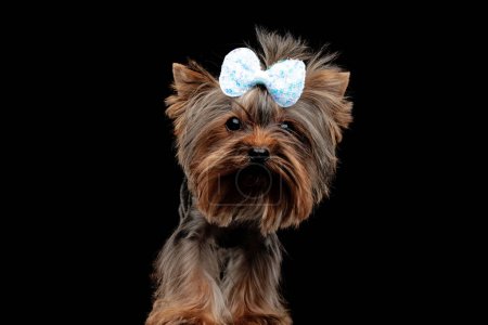 Photo for Cute yorkie dog wearing bow and looking forward while standing in front of black background - Royalty Free Image