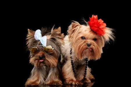 Téléchargez les photos : Couple cool de chiens terrier yorkshire portant arc, fleur et lunettes de soleil, posant avec la langue à l'extérieur et debout sur fond noir - en image libre de droit
