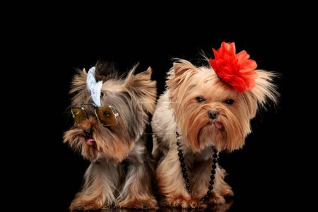 Photo for Couple of cute yorkshire terrier dogs wearing bow, flower and sunglasses, looking away and to side, sticking out tongue and panting in front of black background in studio - Royalty Free Image