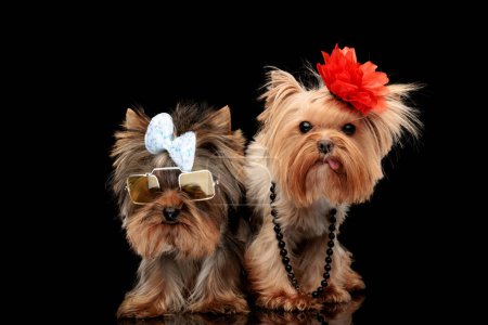 Téléchargez les photos : Équipe de deux adorables chiens yorkais portant arc, lunettes de soleil et fleur sur la tête, debout l'un à côté de l'autre, l'un sortant la langue sur fond noir - en image libre de droit