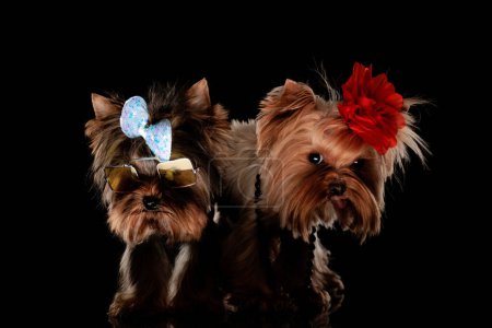 Photo for Adorable team of yorkshire terrier dogs wearing accessories and looking to side in front of black background - Royalty Free Image