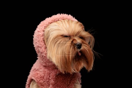 Foto de Adorable yorkie perro en rosa sudadera con capucha cerrando los ojos y sobresaliendo lengua a lado delante de fondo negro - Imagen libre de derechos