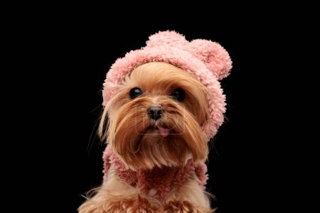 Téléchargez les photos : Mignon petit chien terrier yorkshire avec sweat à capuche rose avec des oreilles qui sortent de la langue tout en s'allongeant devant un fond noir - en image libre de droit