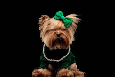 Photo for Beautiful yorkie dog with green bow sticking out tongue and closing eyes in front of black background - Royalty Free Image