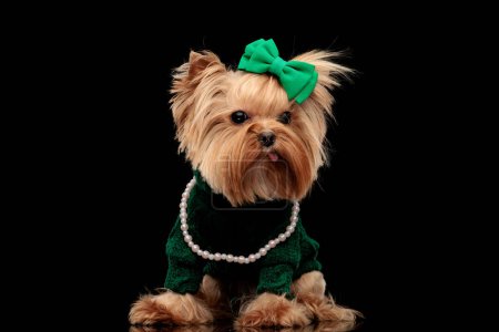 Photo for Adorable yorkshire terrier puppy with green bow, pearls necklace and green sweather, sticking out tongue, looking away and standing on black background - Royalty Free Image