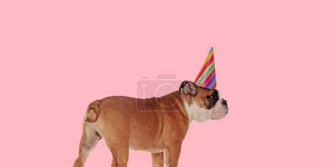 Téléchargez les photos : Vue latérale du chiot bulldog anglais doux portant un chapeau de fête d'anniversaire et regardant vers le côté sur fond rose - en image libre de droit